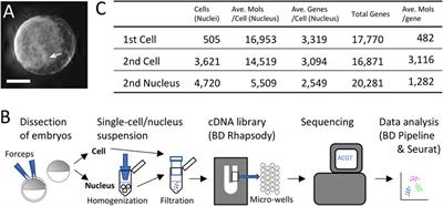 Reconstruction of the Global Polarity of an Early Spider Embryo by Single-Cell and Single-Nucleus Transcriptome Analysis